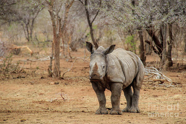 Wildlife Poster featuring the photograph Young Rhino by Jennifer Ludlum
