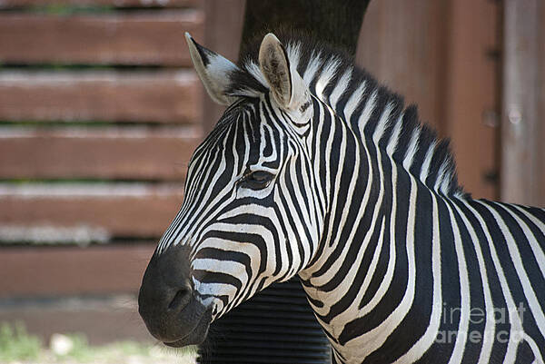 Zebra Poster featuring the photograph Zebra 20120718_150a by Tina Hopkins