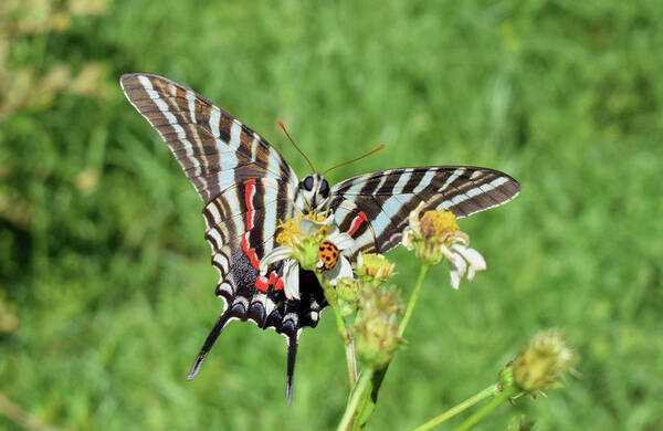 Photograph Poster featuring the photograph Zebra Swallowtail and Ladybug by Larah McElroy