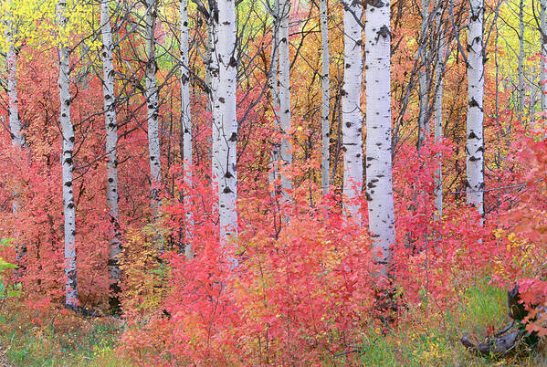 Season Poster featuring the photograph A Forest Of Aspen Trees In The Wasatch #1 by Mint Images - David Schultz