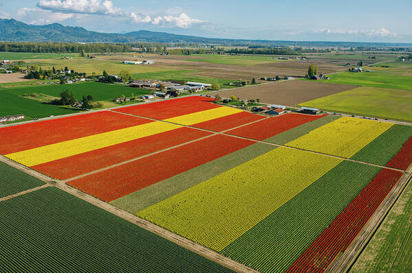 Scenics Poster featuring the photograph Aerial View Of Colorful Tulip Fields #1 by Pete Saloutos