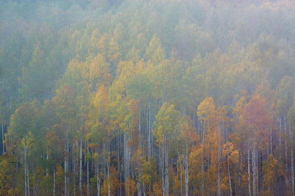 America Poster featuring the photograph Aspen Trees In Fog #1 by John De Bord