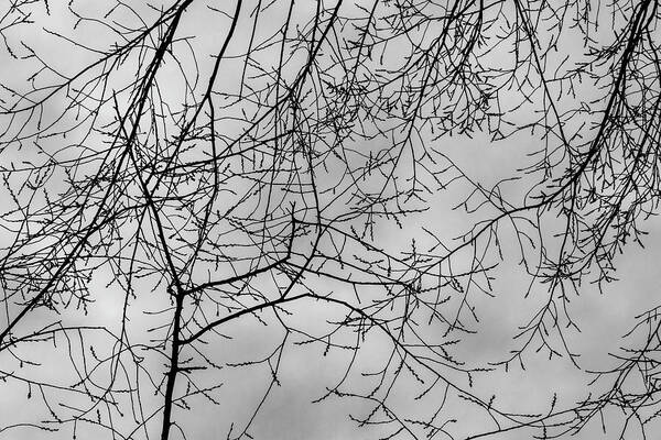 Bare Branches And Clouds Poster featuring the photograph Bare Branches and Clouds #1 by Robert Ullmann