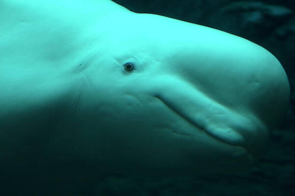 One Animal Poster featuring the photograph Beluga Whale #1 by Lingbeek
