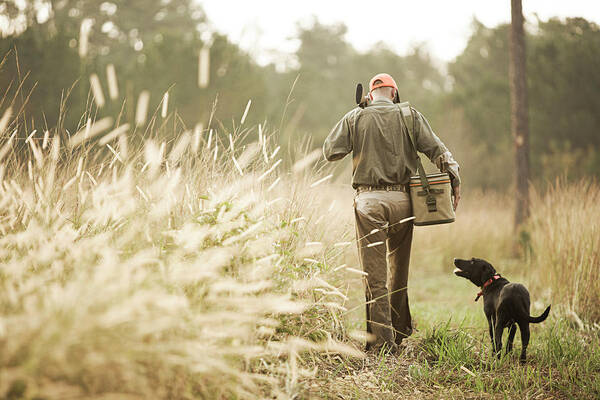 Day Poster featuring the photograph Bird Hunter Walking With Dog, Bear #1 by Chris Ross