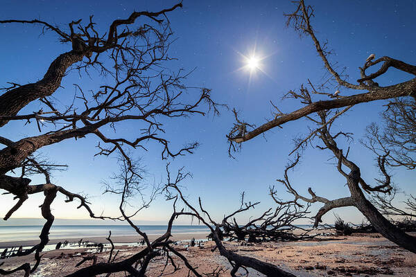 Astrophotography Poster featuring the photograph Boneyard Beach With Dried Trees At Moonlight Night, Botany Bay, Edisto Island, South Carolina, Usa #1 by Cavan Images