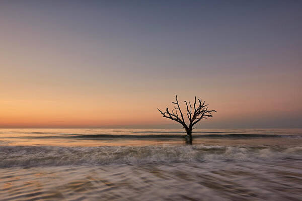 Decor Poster featuring the photograph Botany Bay Tree #1 by Jon Glaser