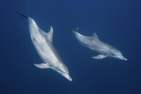 Dolphin Poster featuring the photograph Bottlenose Dolphins #1 by Barathieu Gabriel