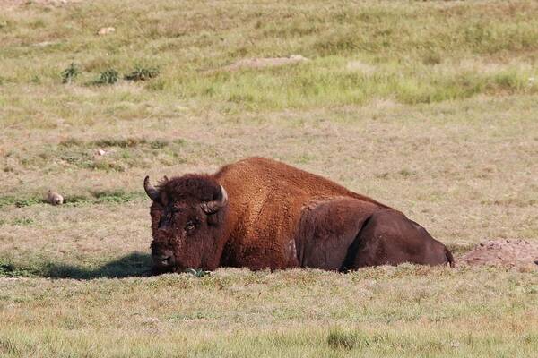 Buffalo Poster featuring the photograph Buffalo at Custer State Park #1 by Susan Jensen