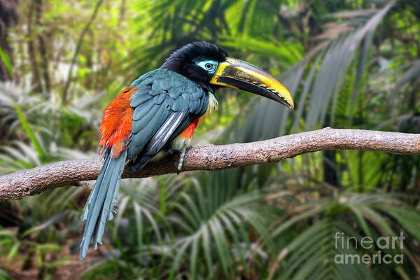 Chestnut-eared Aracari Poster featuring the photograph Chestnut-eared Aracari #1 by Arterra Picture Library