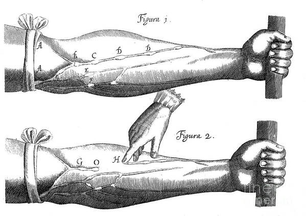 Engraving Poster featuring the drawing Circulation Of The Blood, 1628 #1 by Print Collector