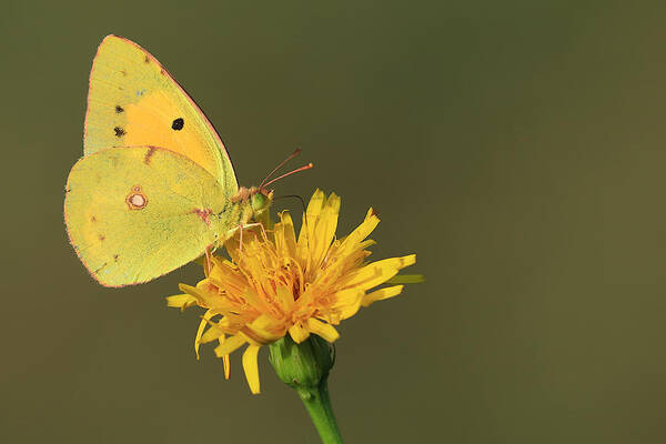 Clouded Poster featuring the photograph Clouded Yellow #1 by Simun Ascic
