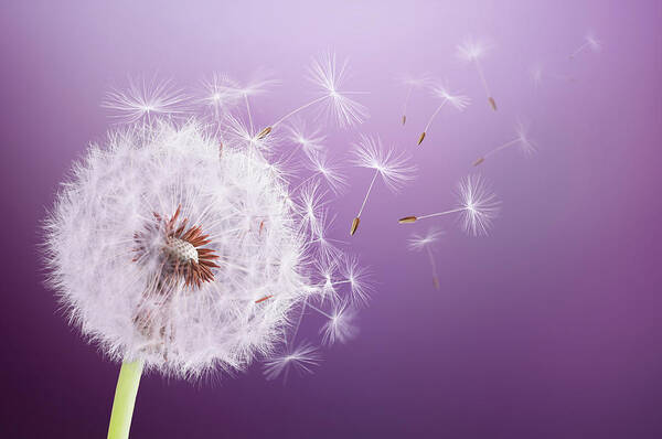 Abstract Poster featuring the photograph Dandelion Flying #1 by Bess Hamiti