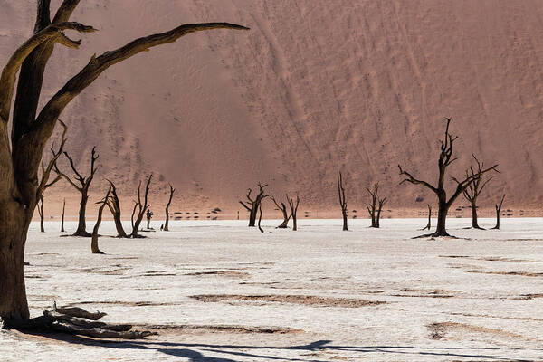 Landscape Poster featuring the photograph Deadvlei desert #1 by Mache Del Campo