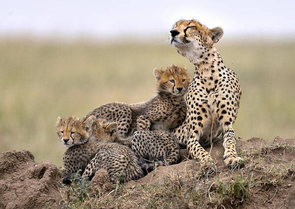 Serengeti Poster featuring the photograph Family #1 by Giuseppe Damico
