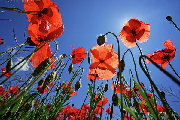 Outdoors Poster featuring the photograph Field Of Poppies At Spring #1 by Sami Sarkis