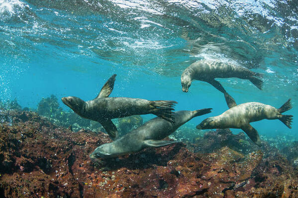 Animal Poster featuring the photograph Galapagos Sea Lions Playing #1 by Tui De Roy