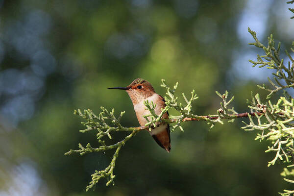 Hummingbird Poster featuring the photograph Hummingbird on a Branch #1 by Diana Haronis