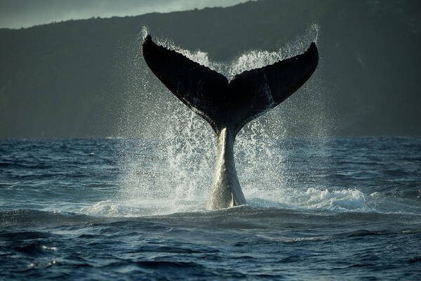 Animals Poster featuring the photograph Humpback Whale Tail Slapping #1 by Tui De Roy