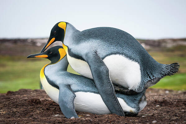 Animal Poster featuring the photograph King Penguin Pair Mating, Falklands #1 by Tui De Roy