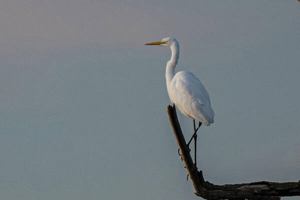  Poster featuring the photograph Lone egret #1 by Patricia Dennis