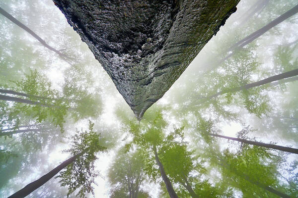 Tree Poster featuring the photograph Looking Up #1 by Tom Pavlasek