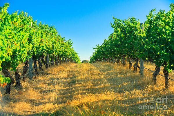 Vineyard Poster featuring the photograph Margaret River Vineyard #1 by Benny Marty
