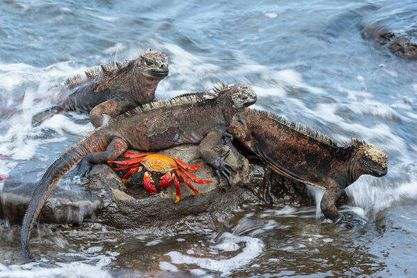 Animal Poster featuring the photograph Marine Iguanas And Sally Lightfoot Crab #1 by Tui De Roy