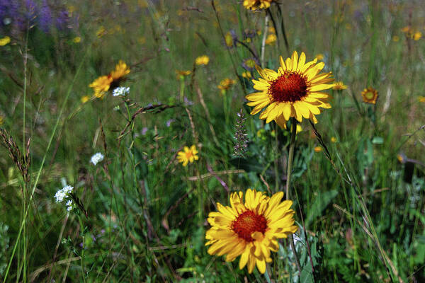 Wildflowers Poster featuring the photograph Montana Wildflowers #1 by Douglas Wielfaert