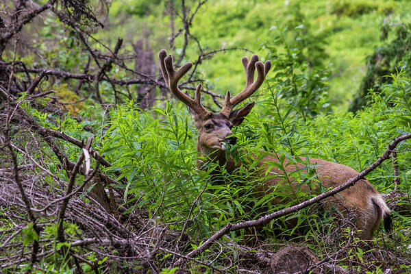 Glacier National Park Poster featuring the photograph Mule Deer Munching On Plant Leaves #1 by Donald Pash