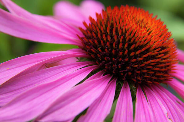5dii Poster featuring the photograph Purple Coneflower #1 by Mark Mille