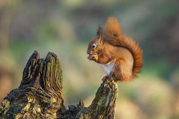 Squirell Poster featuring the photograph Red Squirrel #1 by Ray Cooper