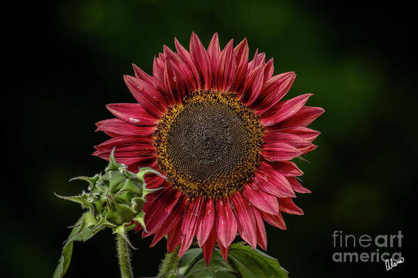 Maine Poster featuring the photograph Red Sunflower #1 by Alana Ranney