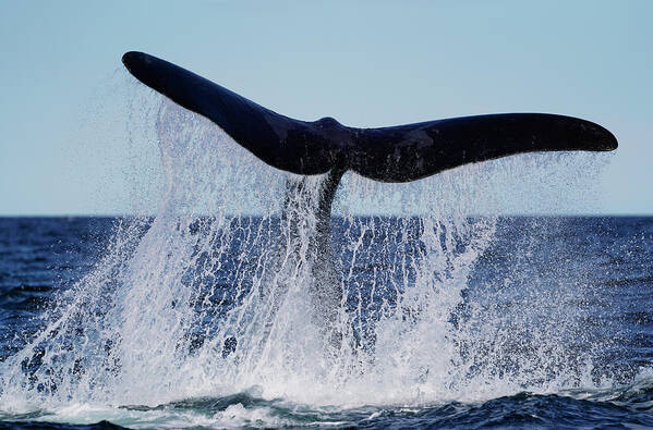 00575442 Poster featuring the photograph Right Whale Tail Slapping #1 by Hiroya Minakuchi