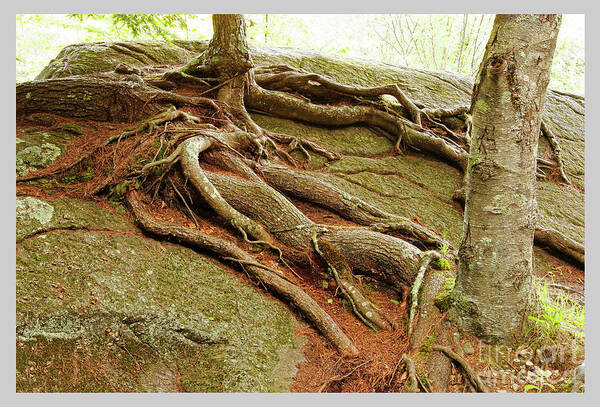 Farmington River Collection Poster featuring the photograph Roots on Rock #1 by Tom Cameron