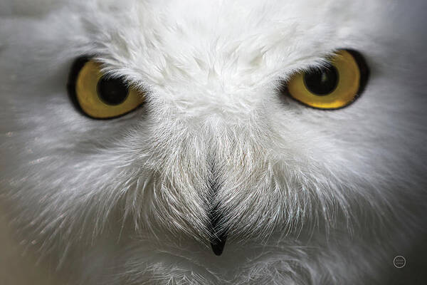 Amber Poster featuring the photograph Snowy Owl Stare #1 by Nathan Larson