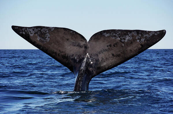 00587012 Poster featuring the photograph Southern Right Whale Sailing #1 by Hiroya Minakuchi