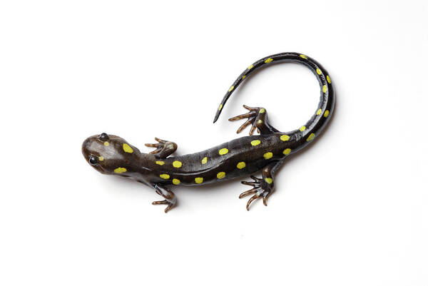 White Background Poster featuring the photograph Spotted Salamander #1 by Martin Shields