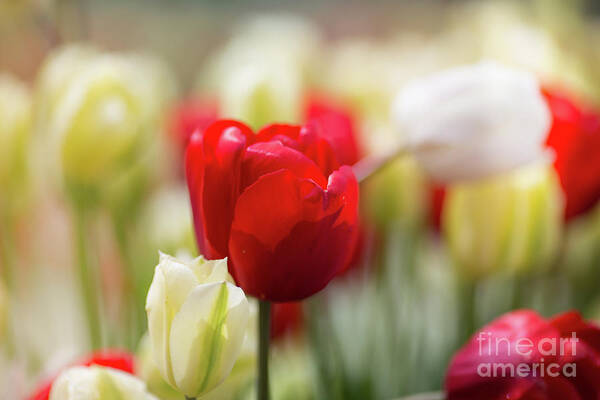 Tulips Poster featuring the photograph Springtime #1 by Eva Lechner
