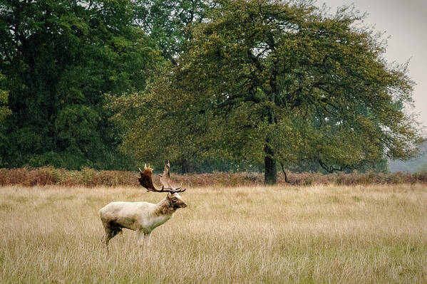 Stag Poster featuring the photograph Stag #1 by Chris Boulton