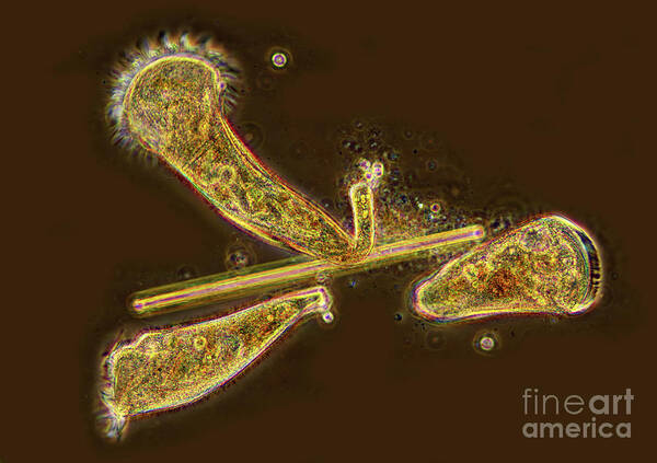 Brown Background Poster featuring the photograph Stentor Sp. Ciliates #1 by Marek Mis/science Photo Library