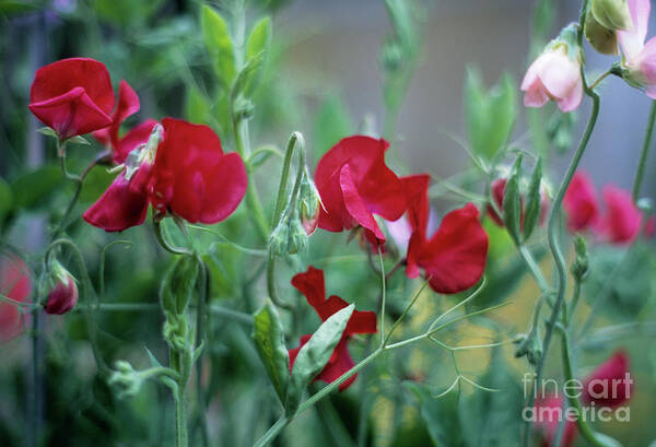Nature Poster featuring the photograph Sweet Pea (lathyrus Odoratus) #1 by Maxine Adcock/science Photo Library
