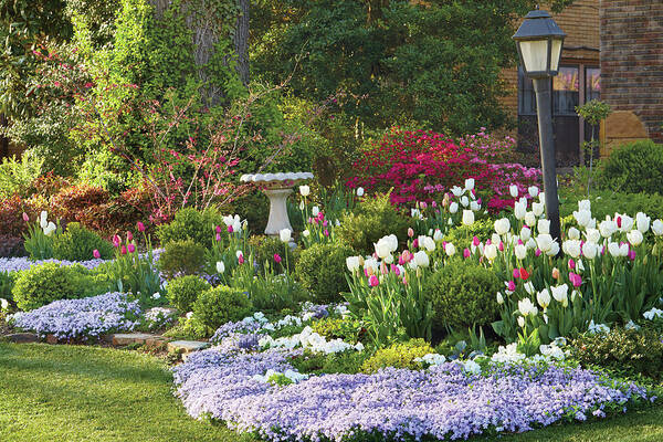 Tulips Poster featuring the photograph Tulip bed #1 by Garden Gate magazine