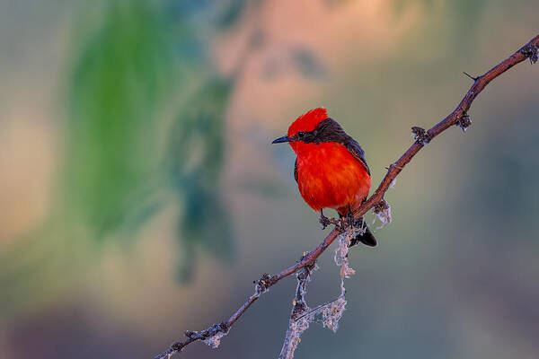 Flycatcher Poster featuring the photograph Vermilion Flycatcher #1 by Jian Xu