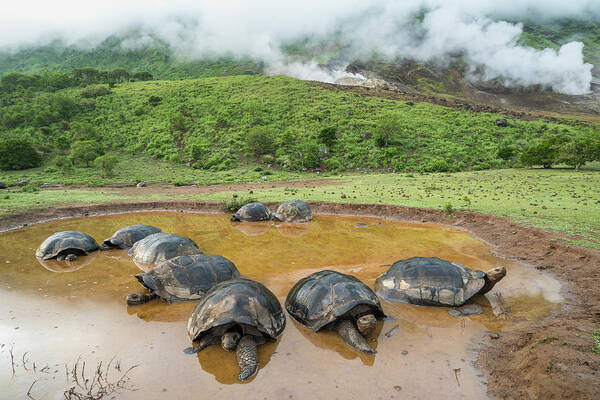 Animal Poster featuring the photograph Volcan Alcedo Tortoises In Wallow #1 by Tui De Roy