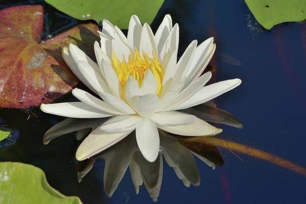 Water Lily Poster featuring the photograph White Water Lily #1 by Bradford Martin