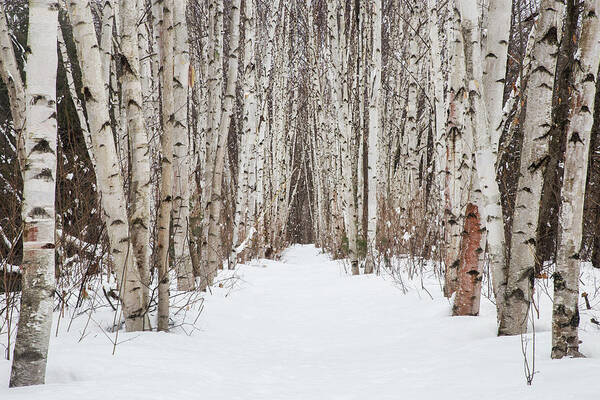 Winter Poster featuring the photograph Winter Birch Path #1 by White Mountain Images