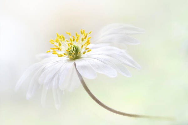 Woodanemone Poster featuring the photograph Wood Anemone #1 by Jacky Parker