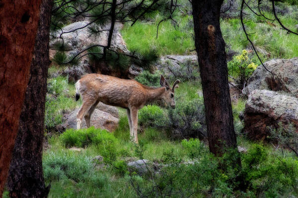 Mule Poster featuring the photograph Young mule deer feeding #1 by Dan Friend