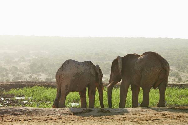 Estock Poster featuring the digital art Elephants, South Africa #10 by Richard Taylor